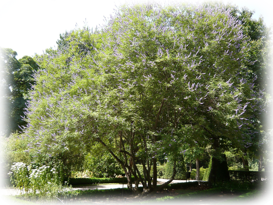 Авраамово дерево, витекс священный Vitex angus 