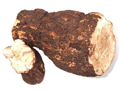 Пория кокосовидная – редкий гриб трутовик