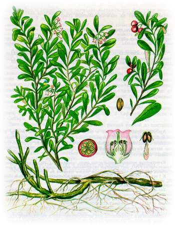 Толокнянка обыкновенная – A. uva-ursi (L.) Spreng.