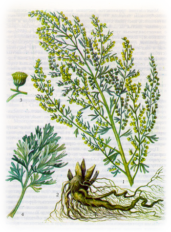 Полынь горькая – A. absinthium L.